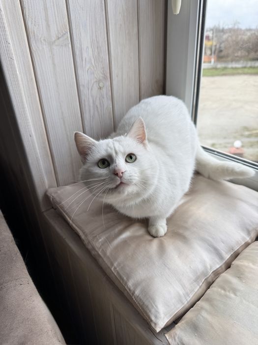 Білий котик схожий на породу Турецький ван