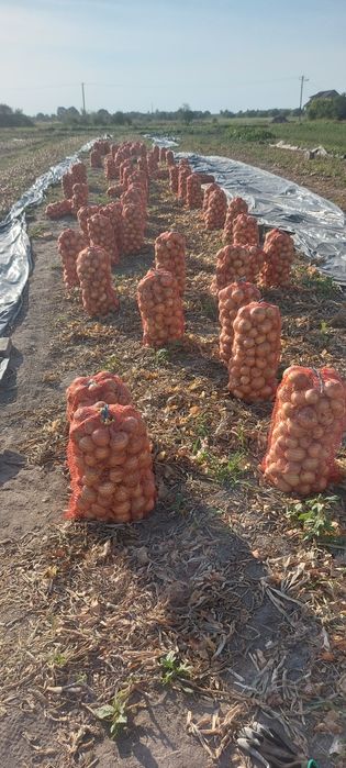 Продам цибулю на зберігання