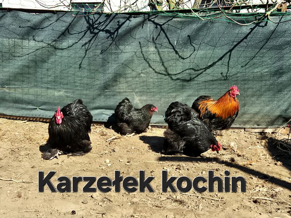 Jajka lęgowe karzełek kochin