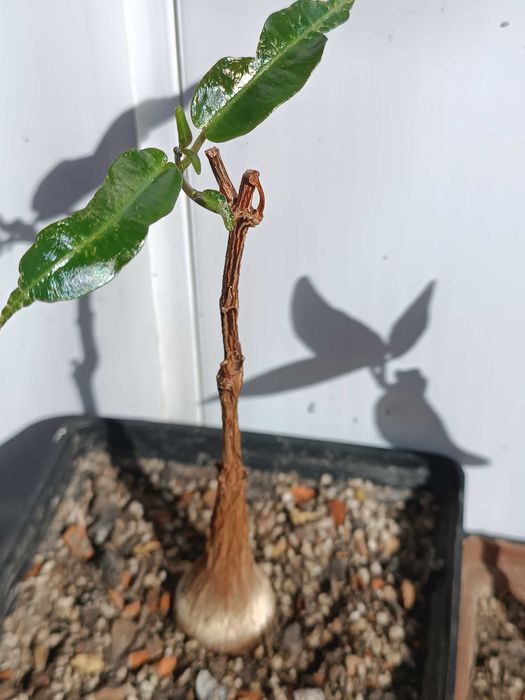 Petopentia natalensis