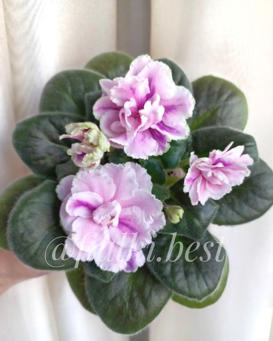 Фіалки химери міні та стандарти