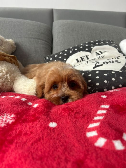 Malutki piesek Cavapoo