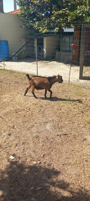 2 Cabritinhos micro-anaõs MOCHOS
