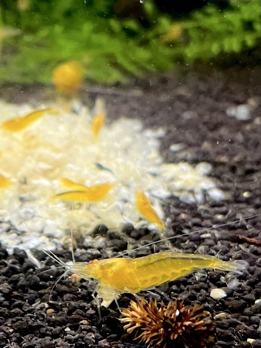 Yellow King Kong OE - krewetki Caridina