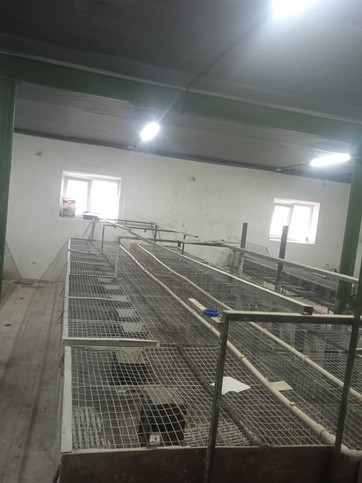 Клітки для кроликів