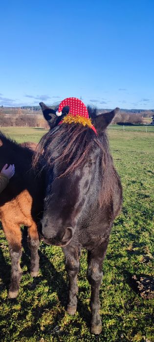 Sprzedam poltora rocznego ogiera huculskiego