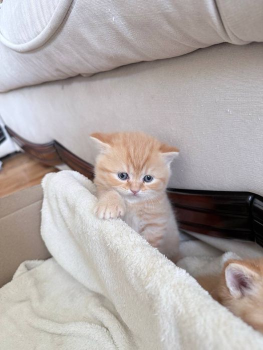 Продаж шотландських кошенят