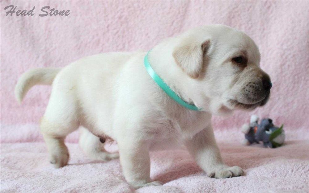 Щенки Лабрадора ретривера