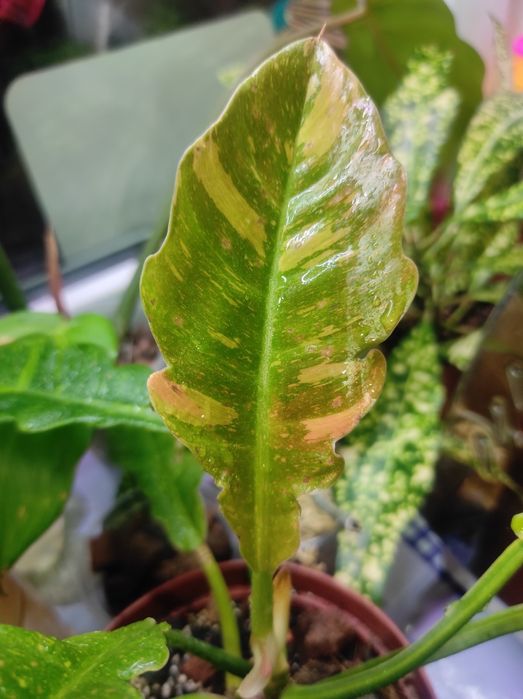 Филодендрон Ring of firе, Ринг оф файер