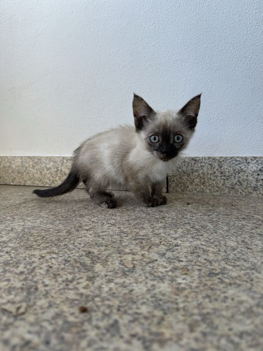 3 gatinhos para adoção