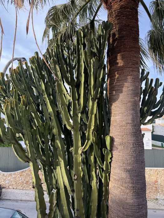Cactus varias medidas