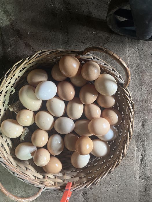 Ovos caseiros o mais biologico que consigo