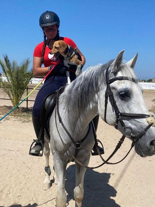Vendo cavalo PSL com Livro Azul