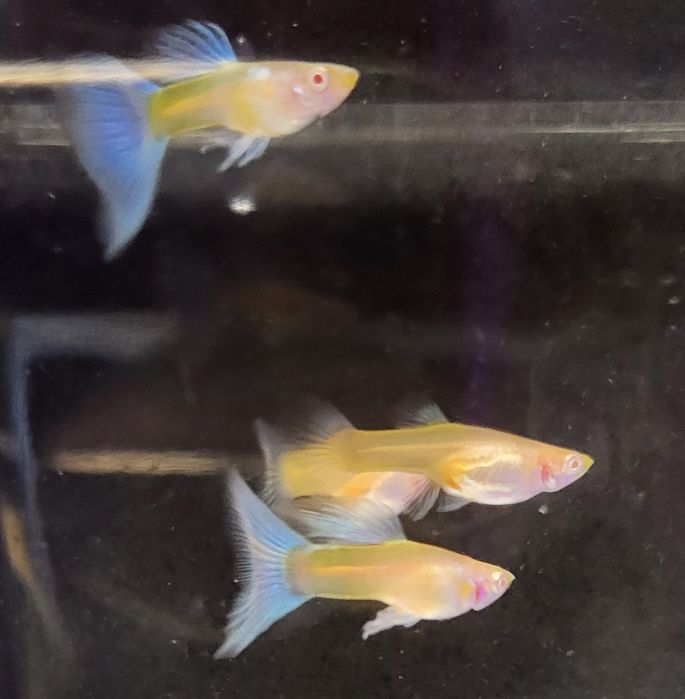 Gupik Albino Topaz Blue