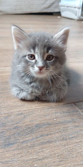 Котята мальчики и девочка