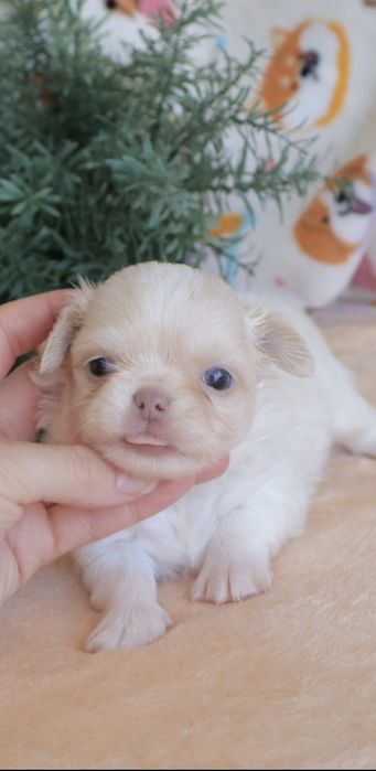 Chihuahua branco olhos azuis . Menino . Pêlo Longo.  Lindo demais.