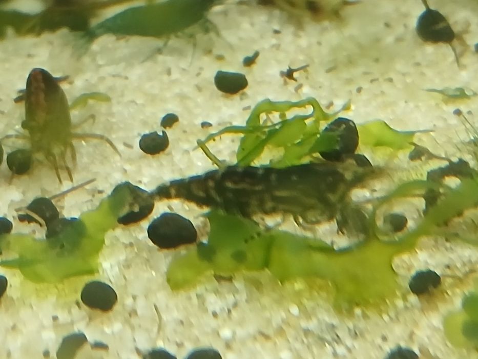 25 camarões sortidos