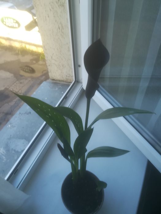 Продам чорну каллу "ПИКАССО"