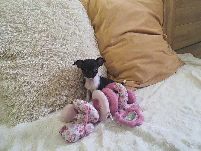 Chihuahua piękna czarno biała suczka