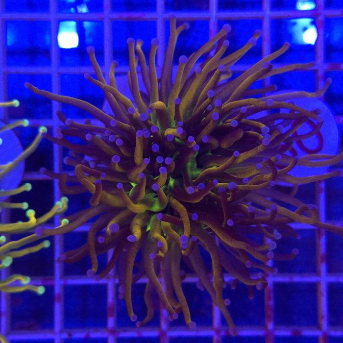Euphyllia Glabrescens Gold Joker 24K 2 głowy Torch Coral koralowce