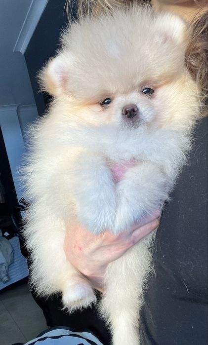 Lulu da pomerânia Fêmea com LOP, pronta para entrega