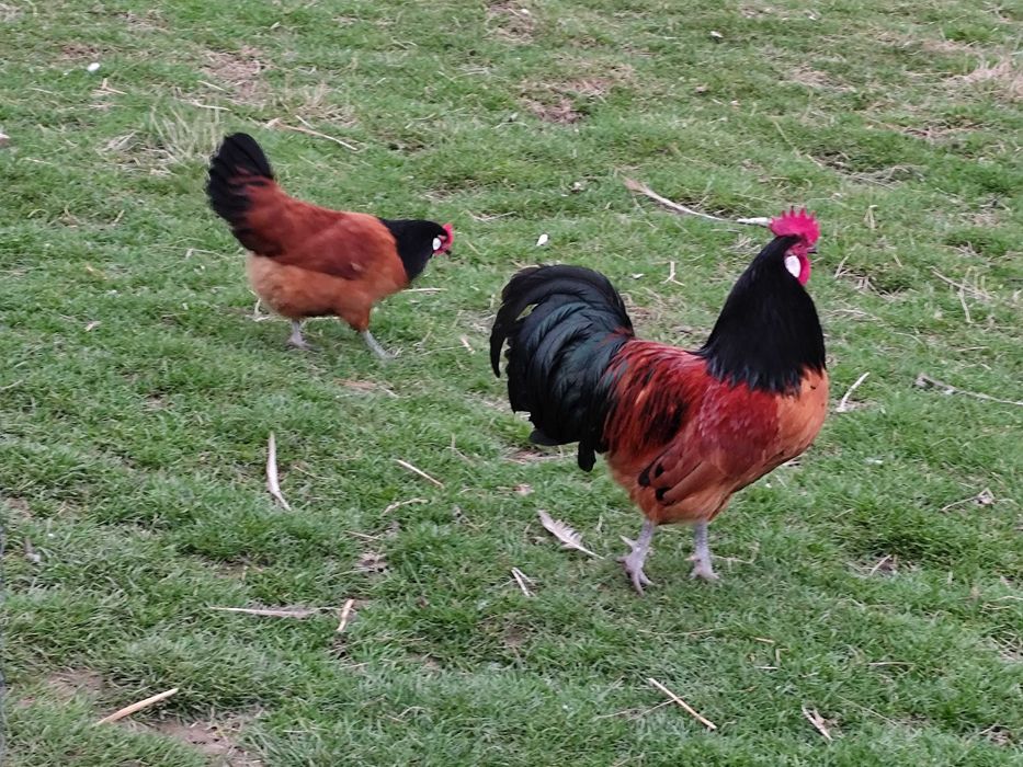 Kury Vorwerk jaja lęgowe- klasa wystawowa.