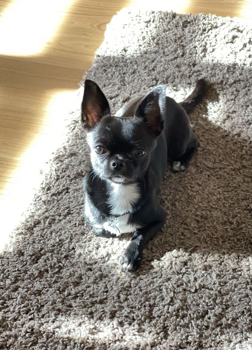 В’язка чіхуахуа — хлопчик