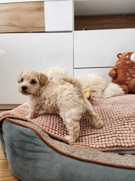 Piękna suczka maltipoo