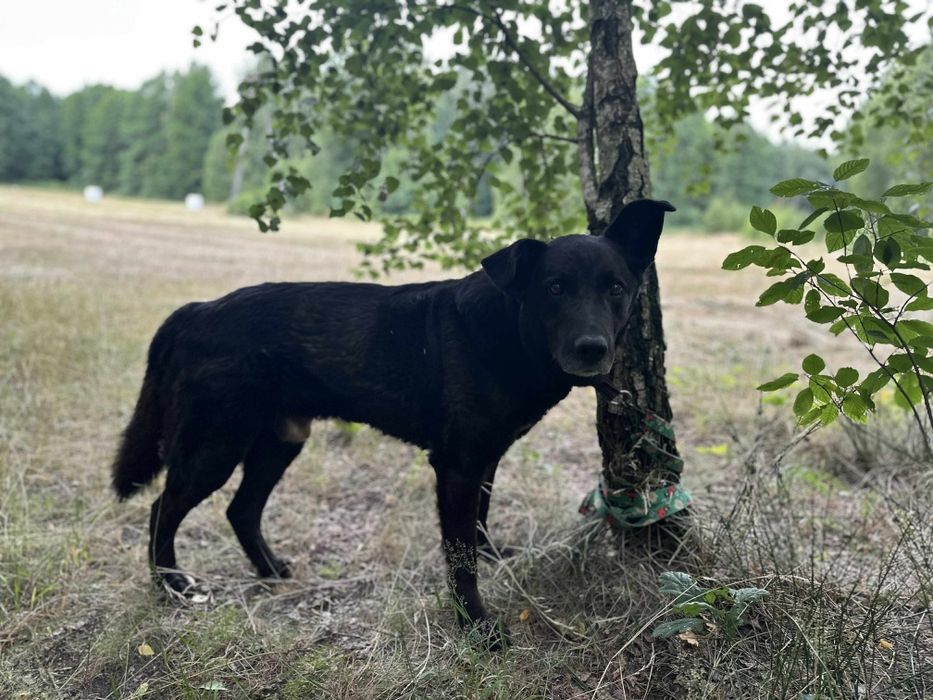 Duży, łagodny w typie labradora, Pong, adopcja za darmo oddam