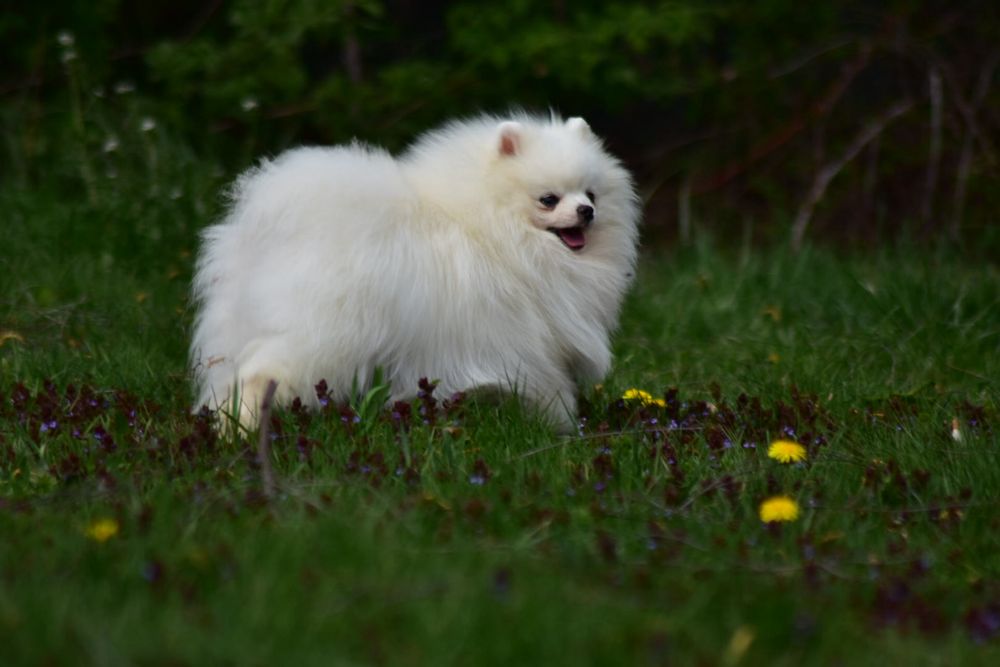 Pomeranian szpic miniaturowy FCI śliczny biały podrośnięty chłopak