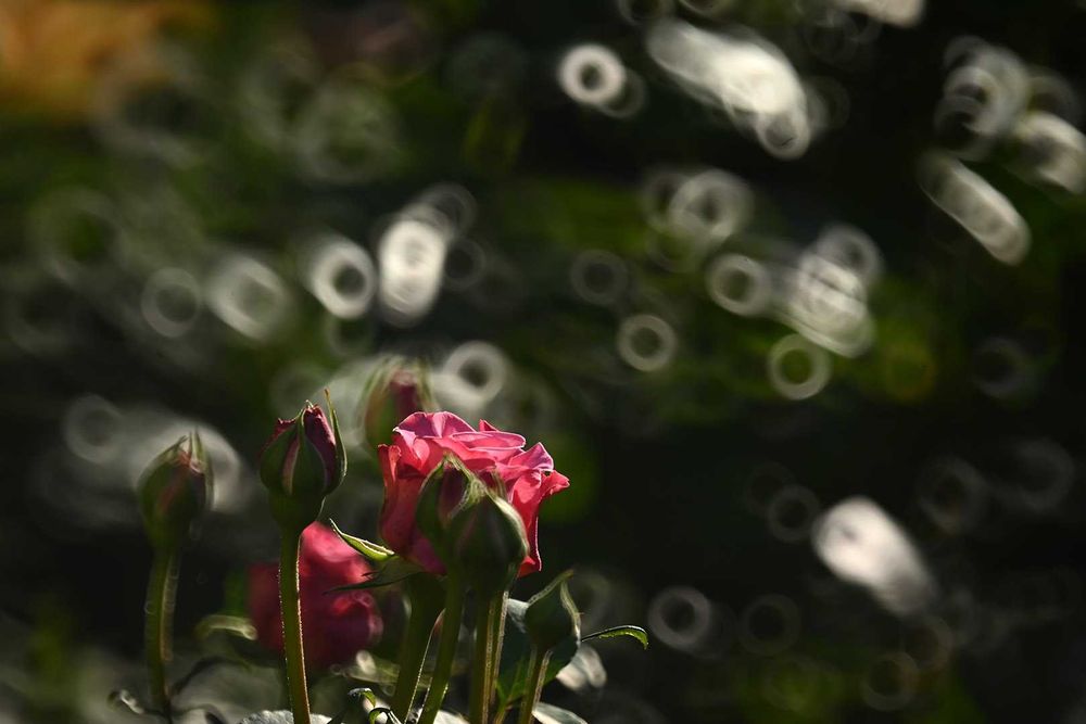 Tamron 500/8 TELE MACRO Adaptall Pentax K Canon FD Minolta MD, Nikon F