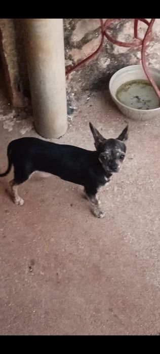 chihuahua macho | lop | microchip | vacinas em dia