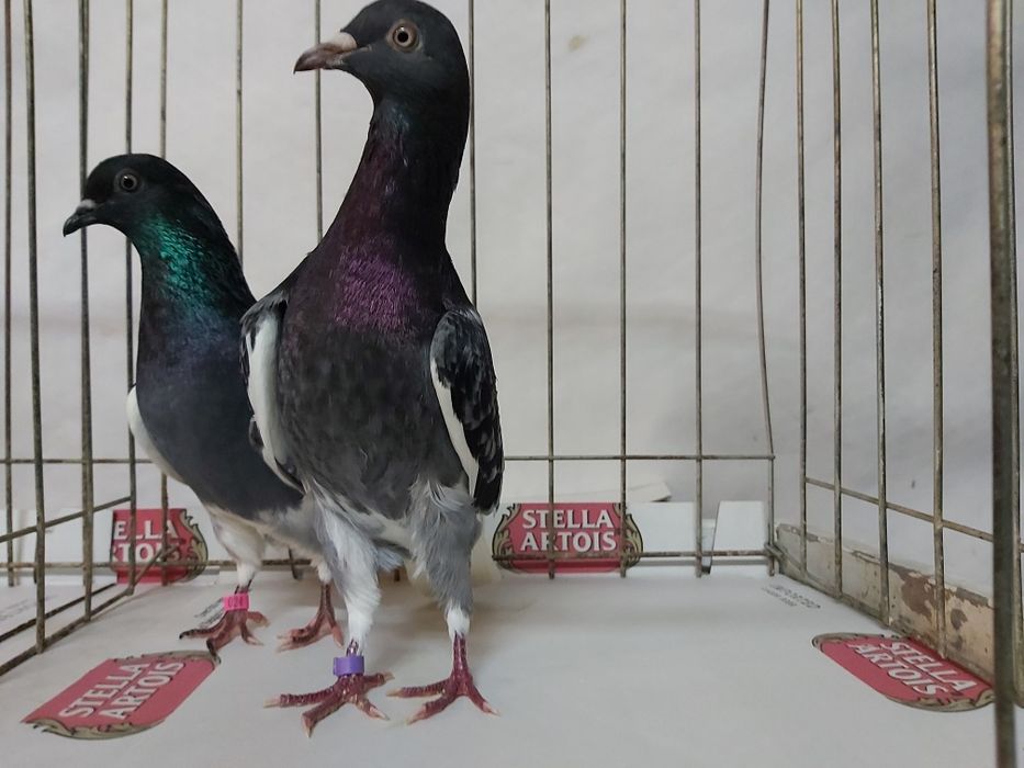 Gołębie Wyszfance Grochowe