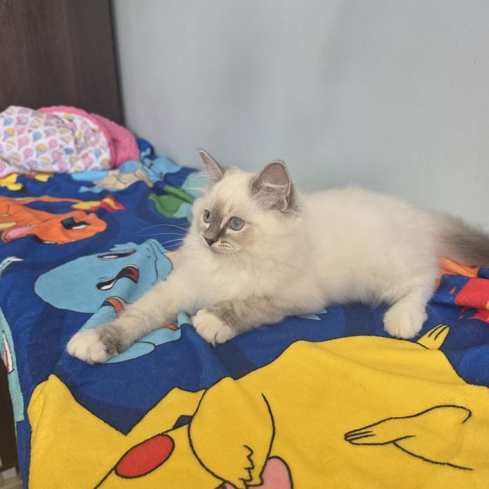 Śliczny kocurek Ragdoll