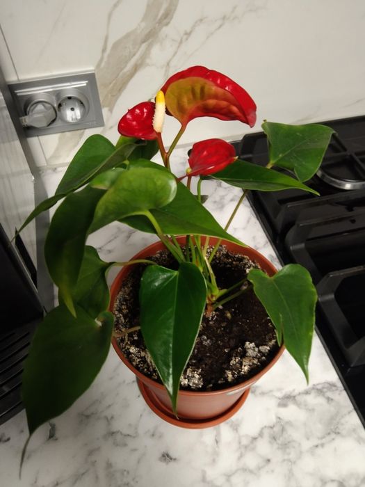 Антуріум кімнатні рослини