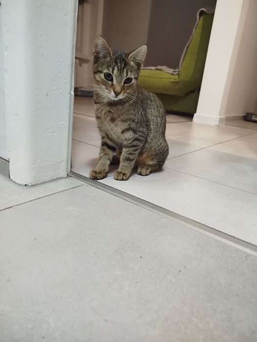 Urocza kotka do adopcji