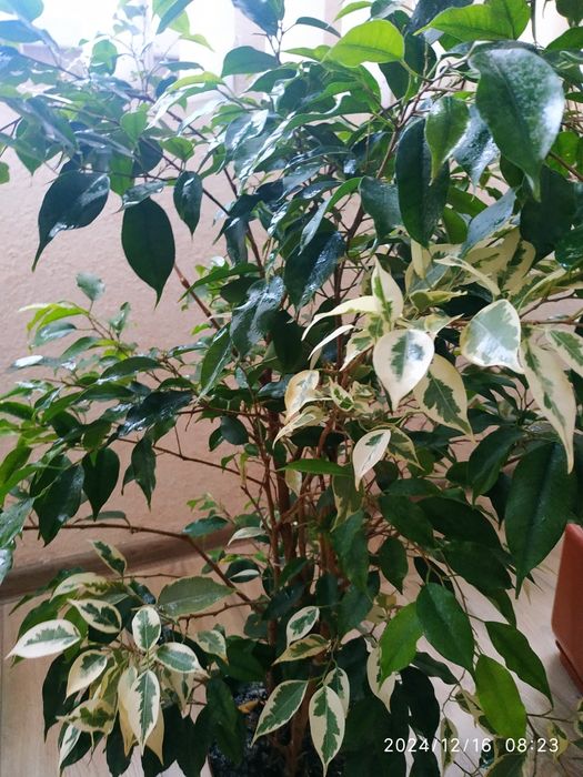 Фікус Бенджамім+Твілайт