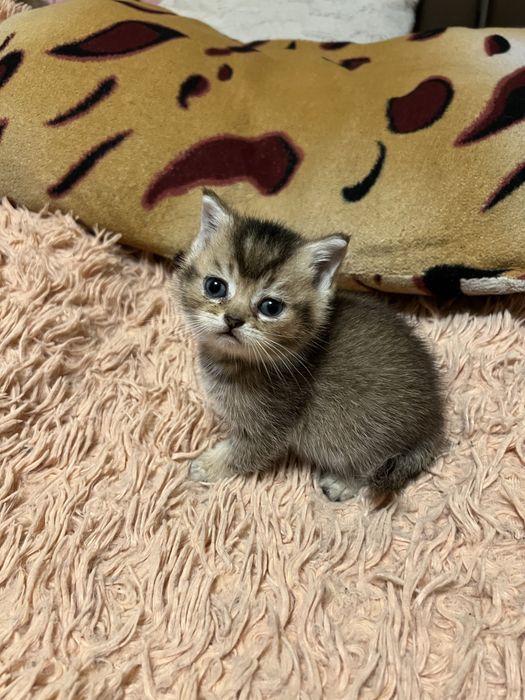 Шотландские котята