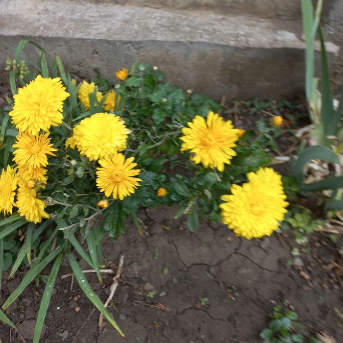 Хризантеми  мультифлора.