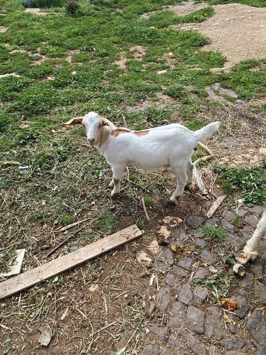 Bode Boer, Cabra e Cabrito Cruzados à Venda