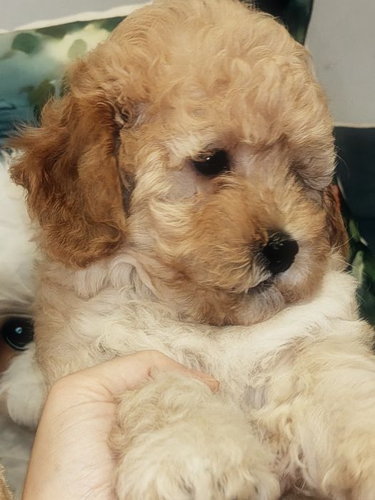Śliczny piesek Maltipoo