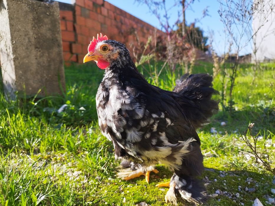 Pekins...black , black copper e black mottled