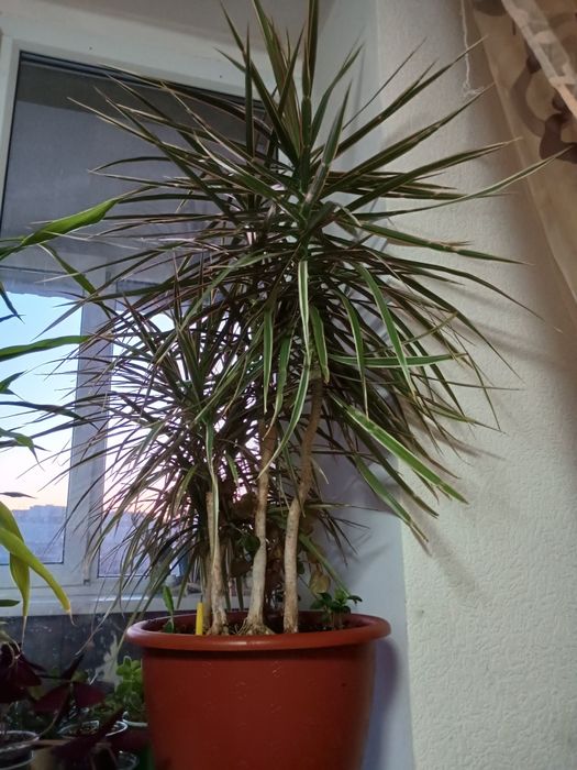 Здається кімната для трьох  хлопців Луначарка