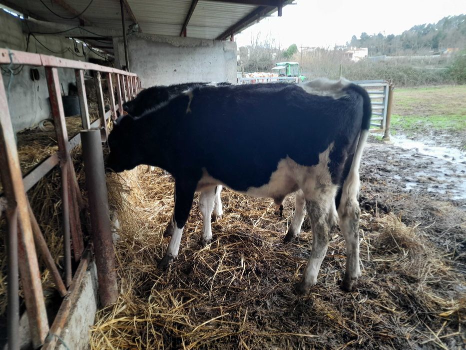 Vitelo frisio 6 meses