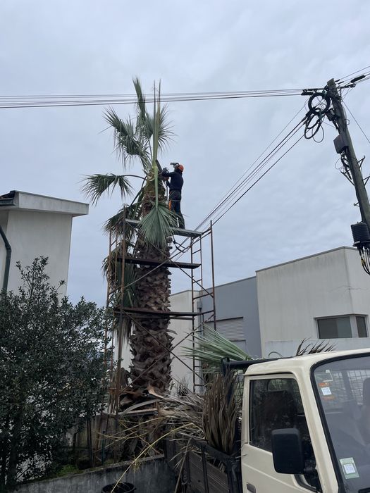 Limpeza terreno e abate de arvores