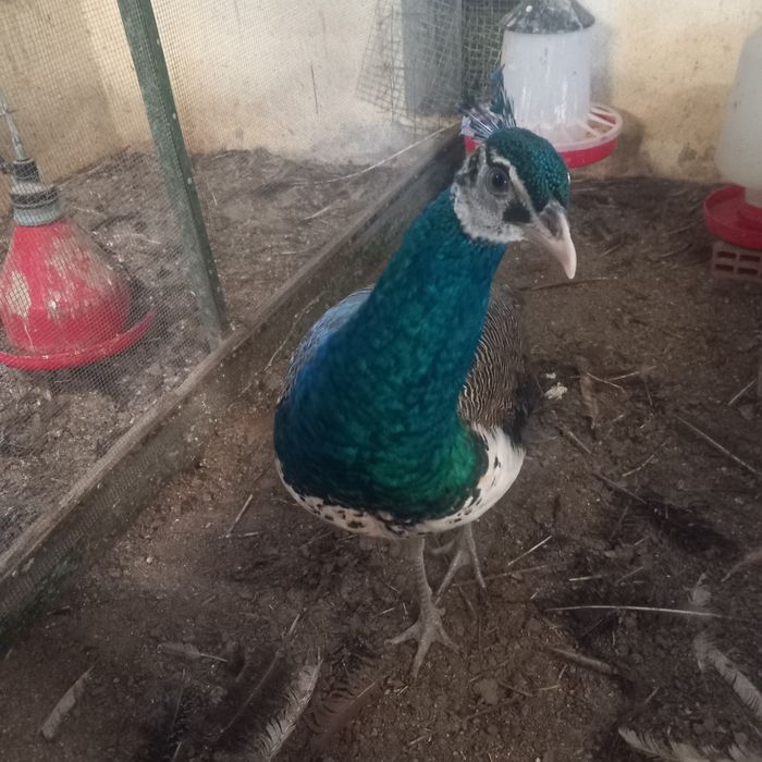 Vendo pavoes machos desta epoca de rassa arlequim