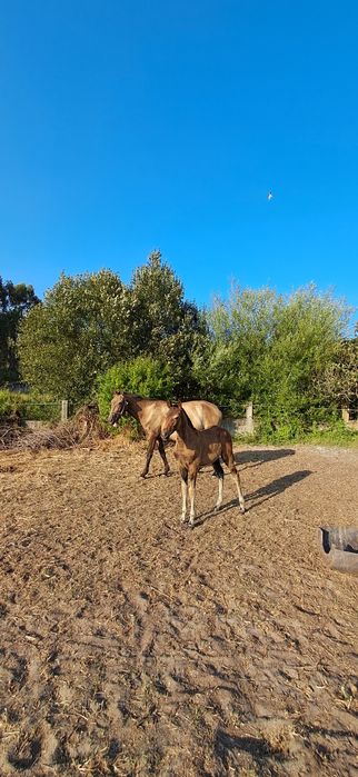 Poldra lusitana com 9 meses.