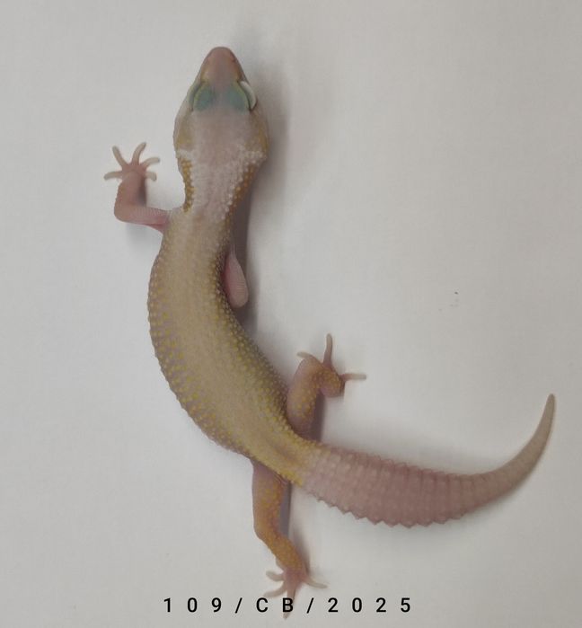 Gekon Lamparci Młode Samiczki Warszawa