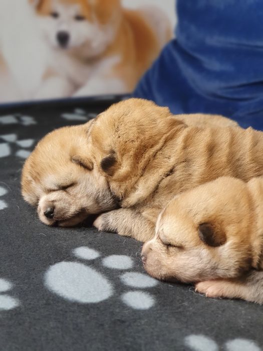 Щенки акита ину, японская акита