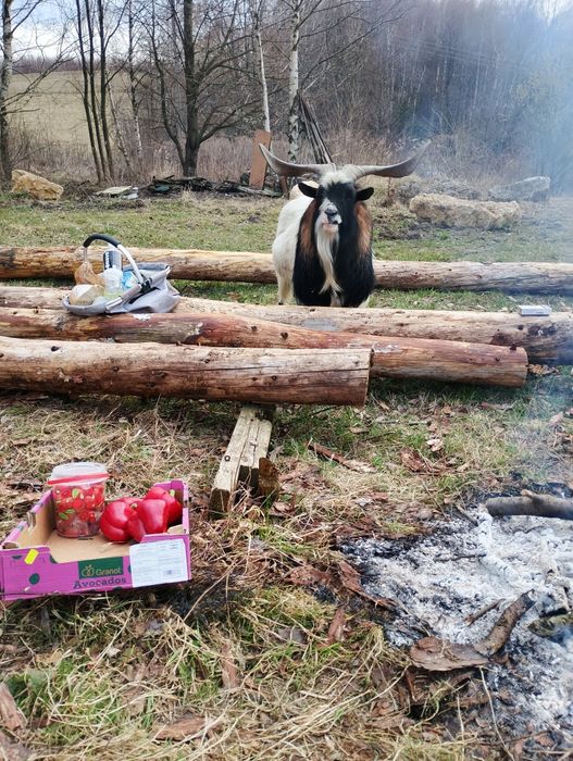 Kozioł piękny do krycia